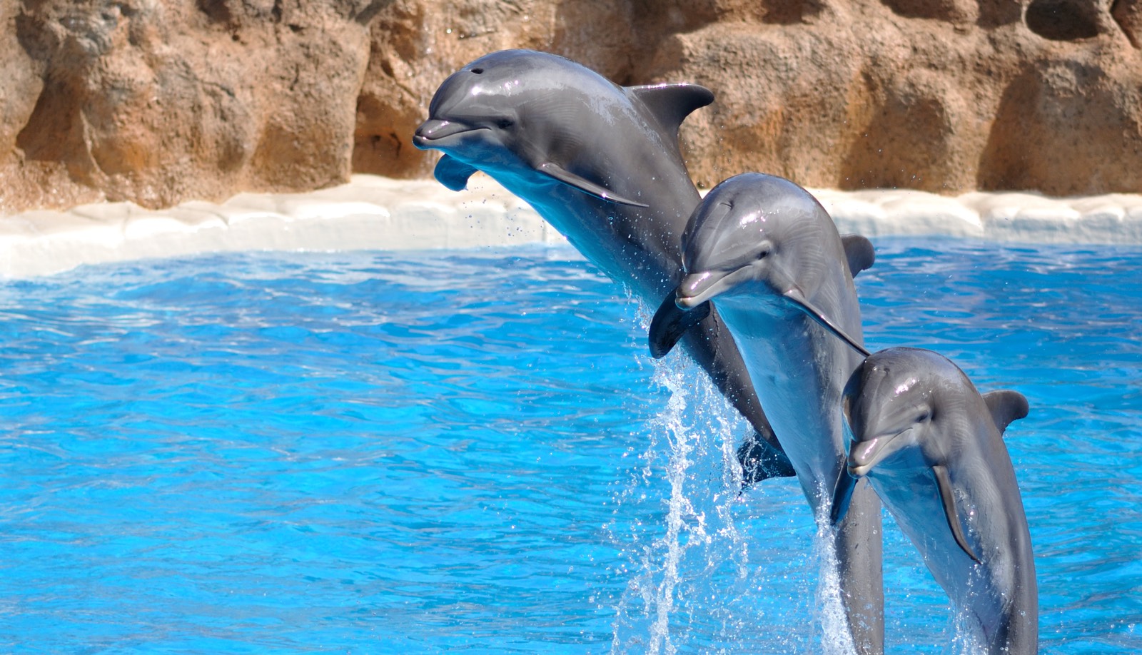 Bodrum Swimming with Dolphins – Interact, Swim, and Play with Dolphins in Türkiye
