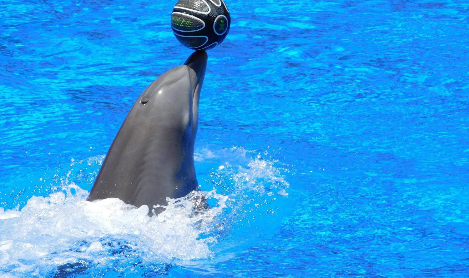 Bodrum Swimming with Dolphins 