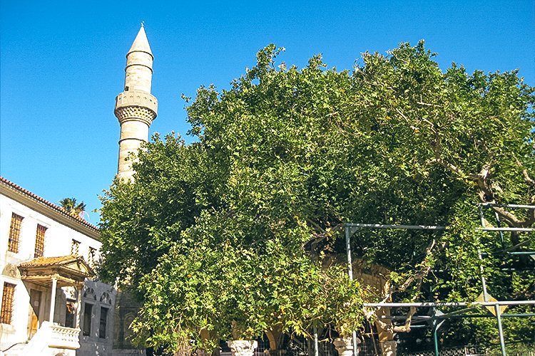Hipokrat Ağacı
