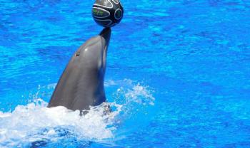 Bodrum Swimming with Dolphins