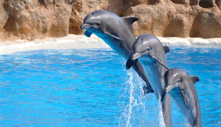 Bodrum Swimming with Dolphins – Interact, Swim, and Play with Dolphins in Türkiye