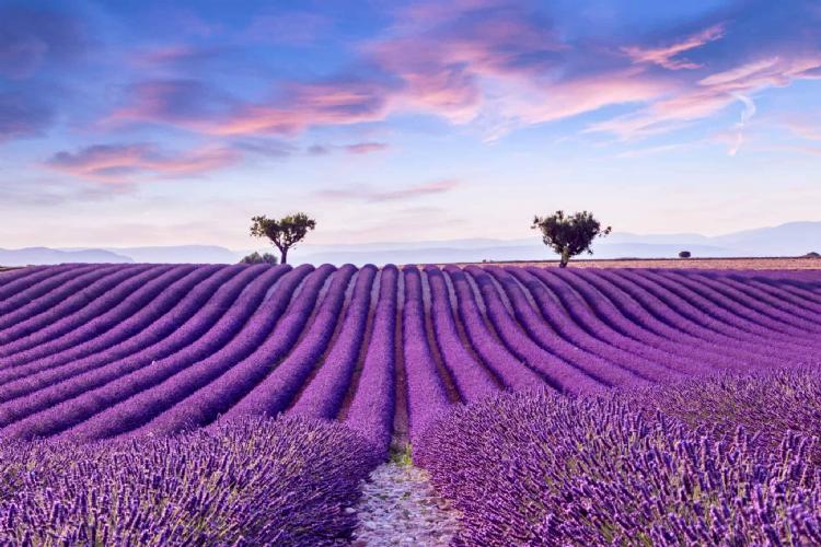 Didim Lavender Festival 2025